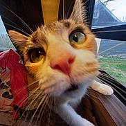 Bebe joined the competition — help win amazing prizes! cat, close_up, curious, whiskers, window, indoor, pet, feline, nose, green_eyes, household, curiosity, fur, tabby, paw, carpet, window_screen, daylight, clutter, nose_closeup