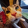 cat, close_up, curious, whiskers, window, indoor, pet, feline, nose, green_eyes, household, curiosity, fur, tabby, paw, carpet, window_screen, daylight, clutter, nose_closeup