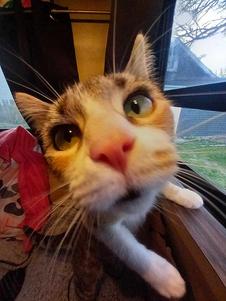 Bebe