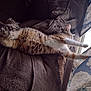 Bebe joined the competition — help win amazing prizes! cat, feline, sleeping, stretched_out, brown_blanket, couch, indoor, cozy, window, curtains, relaxed, fluffy, fur, pet, resting, domestic_animal, natural_light, comfort, home, lazy