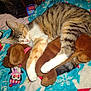 Bebe is registered to the contest to win money with this photo: cat, sleeping, stuffed_toy, blanket, penguin_pattern, snowflake_pattern, brown, white, orange, striped, soft_toy, cute, pet, indoor, resting, cozy, animal, feline, plush, comfort