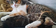 Bebe joined the competition — help win amazing prizes! animal, blanket, cat, cats, companion, couch, cozy, cute, domestic, feline, fur, indoor, multi_cat, paws, pet, relaxing, resting, sleeping, tabby, whiskers