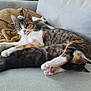 animal, blanket, cat, cats, companion, couch, cozy, cute, domestic, feline, fur, indoor, multi_cat, paws, pet, relaxing, resting, sleeping, tabby, whiskers