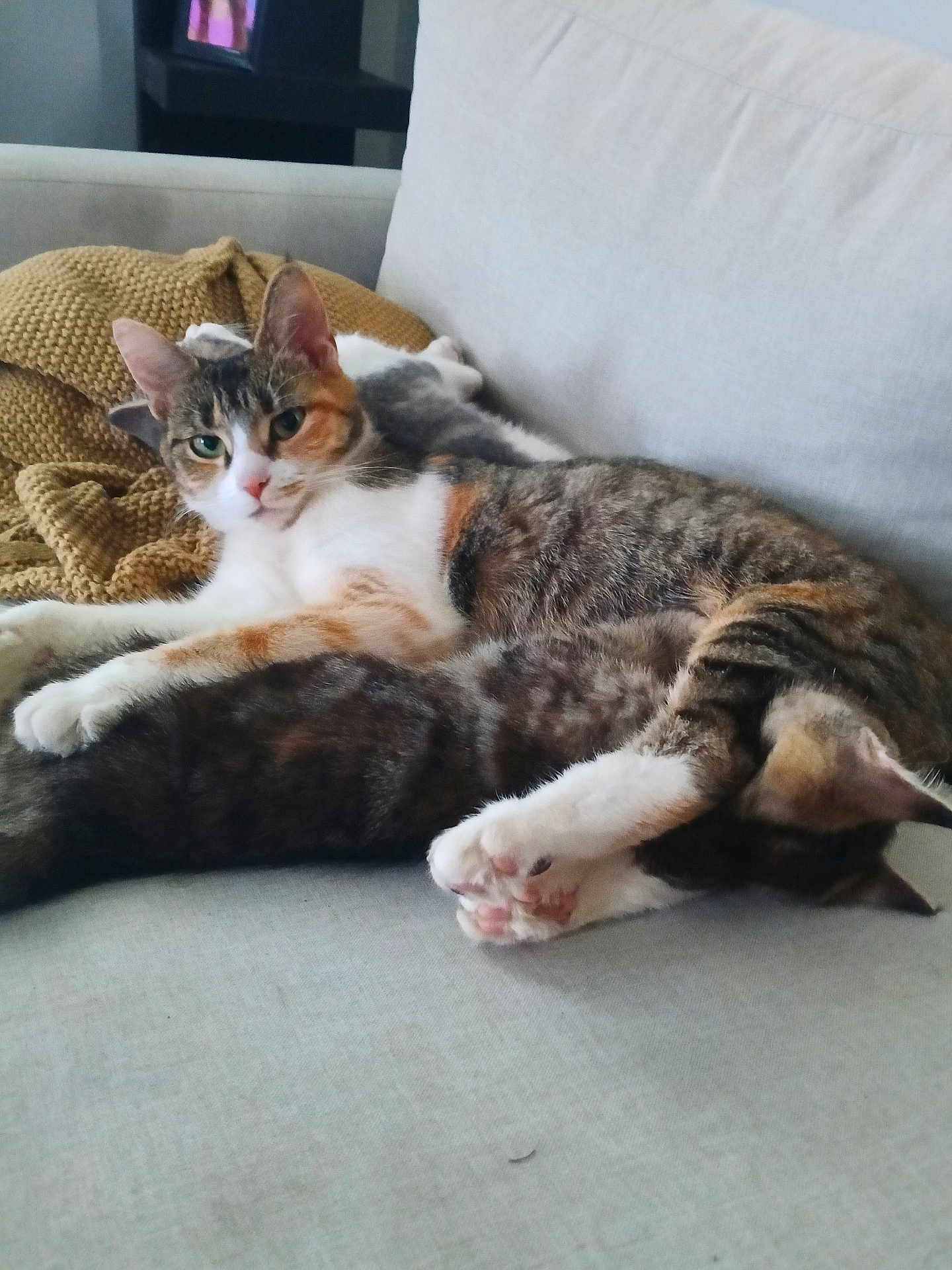 Bebe