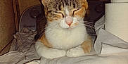 Bebe is registered to the contest to win money with this photo: cat, sleepy, indoor, white_clothes, toilet_paper, stack, washing_machine, domestic, pet, fur, whiskers, relaxed, closeup, table, household, cozy, resting, orange_tabby, calm, feline