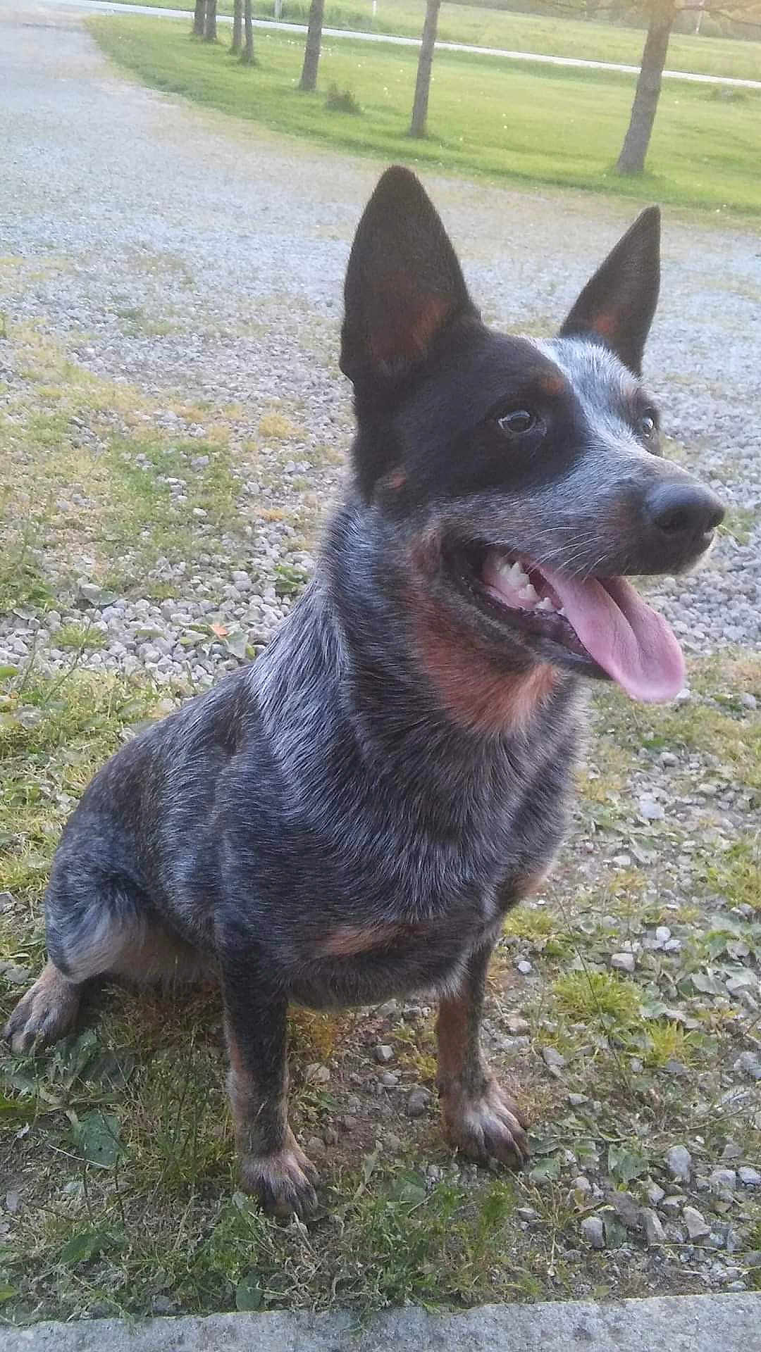 Josie