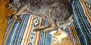 Josie is registered to the contest to win money with this photo: animal, black_and_tan_dog, blanket, cat, companion, cozy, cute, dog, floor, fur, indoor, medium_dog, orange_cat, peaceful, pet, resting, sleeping, small_cat, striped, wooden_floor