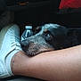 Josie joined the competition — help win amazing prizes! anklet, calm, car_interior, casual, closeup, comfort, companion, dog, fur, human_leg, indoor, leg, paw, pet, relaxation, resting, shoe, sneaker, vehicle, water_bottle
