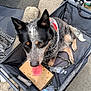 Josie is registered to the contest to win money with this photo: animal, bandana, black_fur, brown_fur, canine, cardboard_box, close_up, daylight, dog, happy, leash, outdoor, panting, pavement, pet, sitting, tongue_out, wagon, water_bottle, white_fur