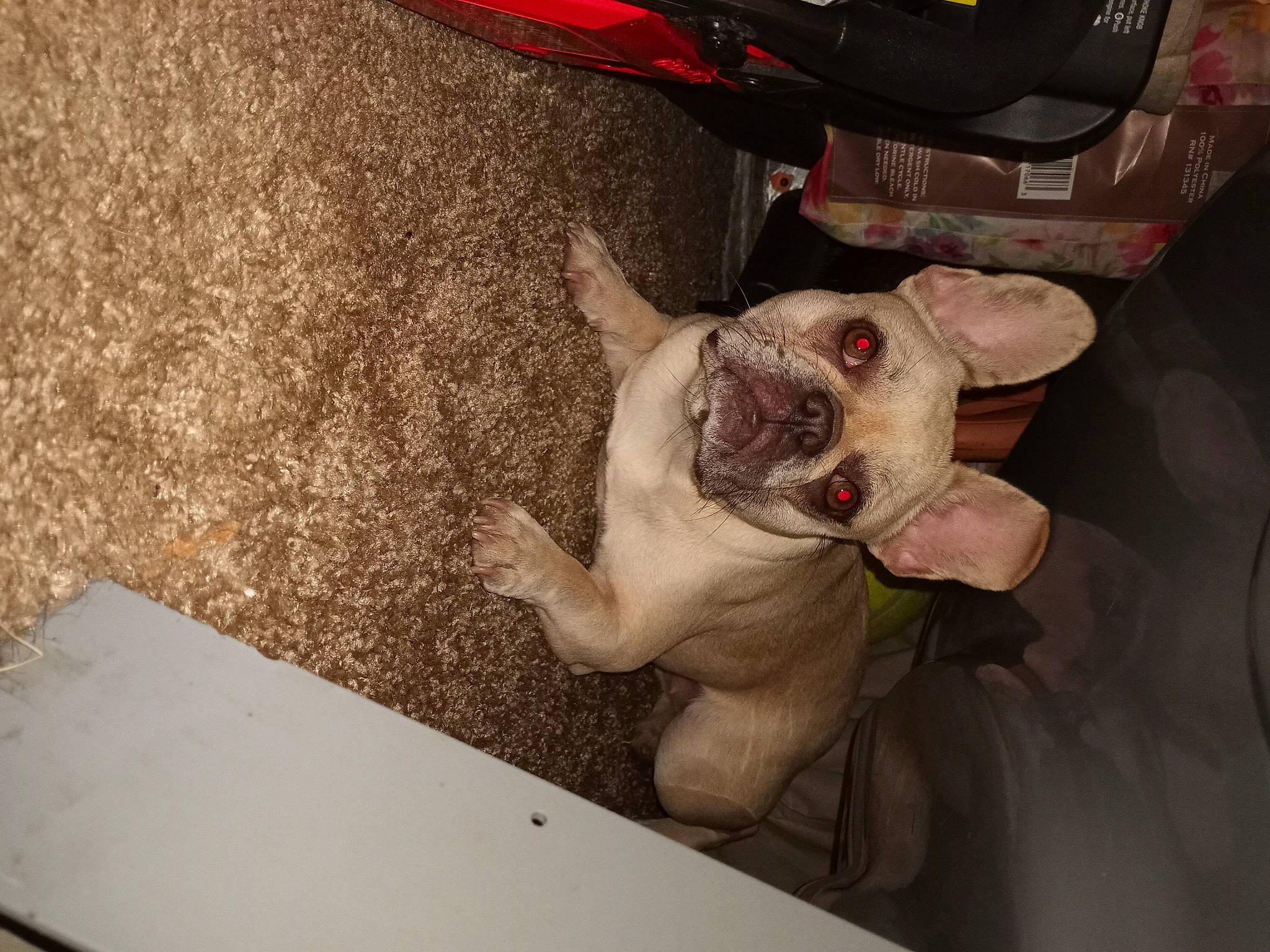 Bella Raine is registered to the contest to win money with this photo: bulldog, canidae, carnivore, collar, comfort, companion_dog, dog, dog_breed, dog_collar, ear, fawn, foot, jaw, non_sporting_group, selfie, snout, sporting_group, whiskers, working_animal, wrinkle