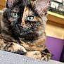 Momoï a rejoint le concours — aidez-le/la à gagner de superbes lots ! cat, tortoiseshell, close_up, green_eyes, feline, pet, indoor, relaxed, fur, whiskers, cute, animal, mammal, domestic, portrait, resting, soft, cozy, background_blur, laying