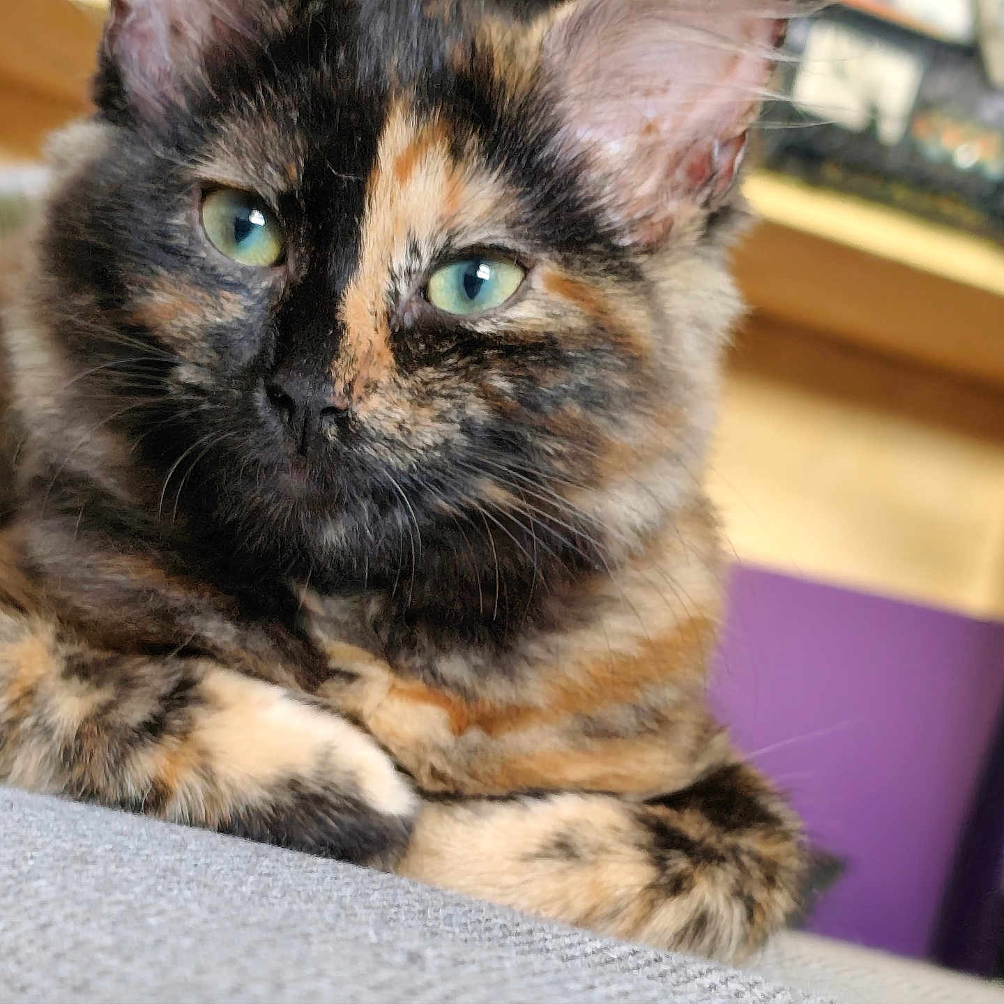 Momoï a rejoint le concours — aidez-le/la à gagner de superbes lots ! animal, background_blur, cat, close_up, cozy, cute, domestic, feline, fur, green_eyes, indoor, laying, mammal, pet, portrait, relaxed, resting, soft, tortoiseshell, whiskers