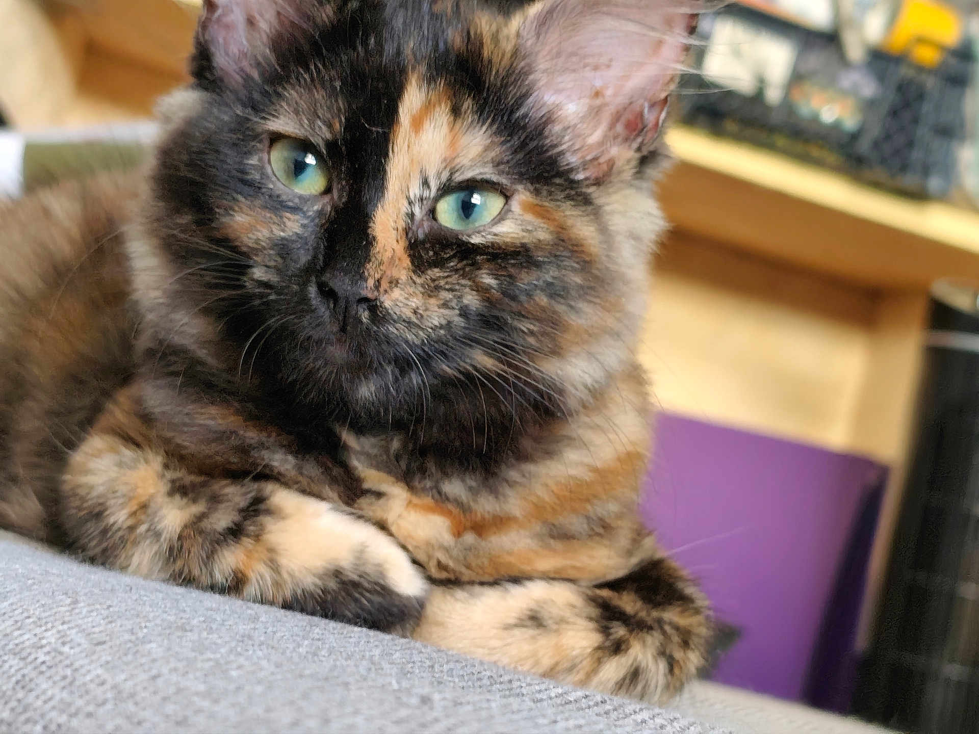 Momoï a rejoint le concours — aidez-le/la à gagner de superbes lots ! cat, tortoiseshell, close_up, green_eyes, feline, pet, indoor, relaxed, fur, whiskers, cute, animal, mammal, domestic, portrait, resting, soft, cozy, background_blur, laying