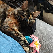 Momoï a rejoint le concours — aidez-le/la à gagner de superbes lots ! cat, tortoiseshell, pet, animal, claw, hair_clip, flower, couch, fabric, blue_shirt, relaxation, closeup, fur, whiskers, indoor, home, cute, paw, resting, accessory