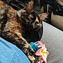 cat, tortoiseshell, pet, animal, claw, hair_clip, flower, couch, fabric, blue_shirt, relaxation, closeup, fur, whiskers, indoor, home, cute, paw, resting, accessory