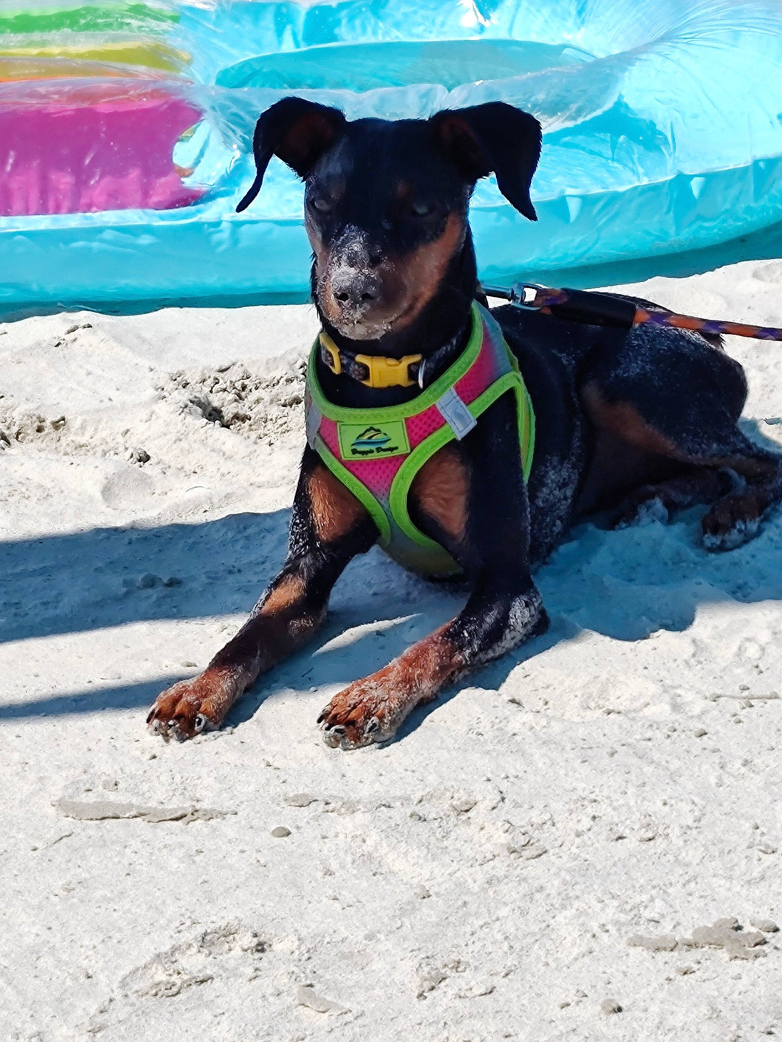 Dobie is registered to the contest to win money with this photo: canidae, carnivore, collar, companion_dog, dog, dog_breed, dog_clothes, dog_collar, dog_supply, fashion_accessory, fawn, guard_dog, leash, personal_protective_equipment, pet_supply, snout, sporting_group, tail, working_animal, working_dog