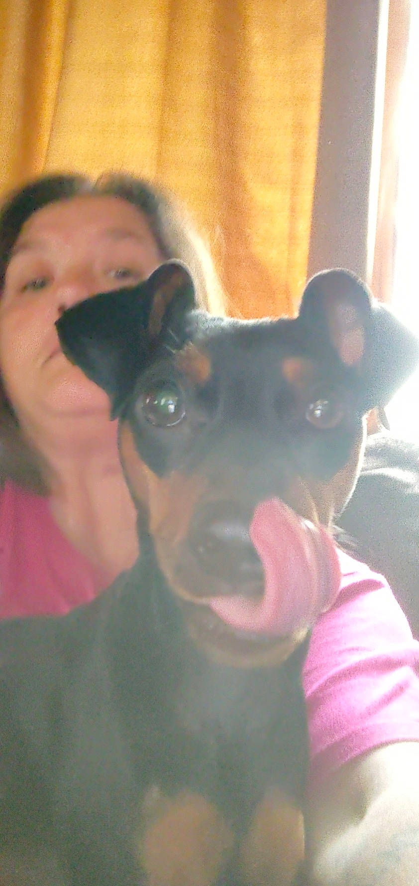 Dobie is registered to the contest to win money with this photo: canidae, carnivore, companion_dog, dog, dog_breed, ear, fawn, fur, guard_dog, jaw, mammal, non_sporting_group, puppy, snout, sporting_group, toy_dog, vertebrate, whiskers, working_animal, working_dog