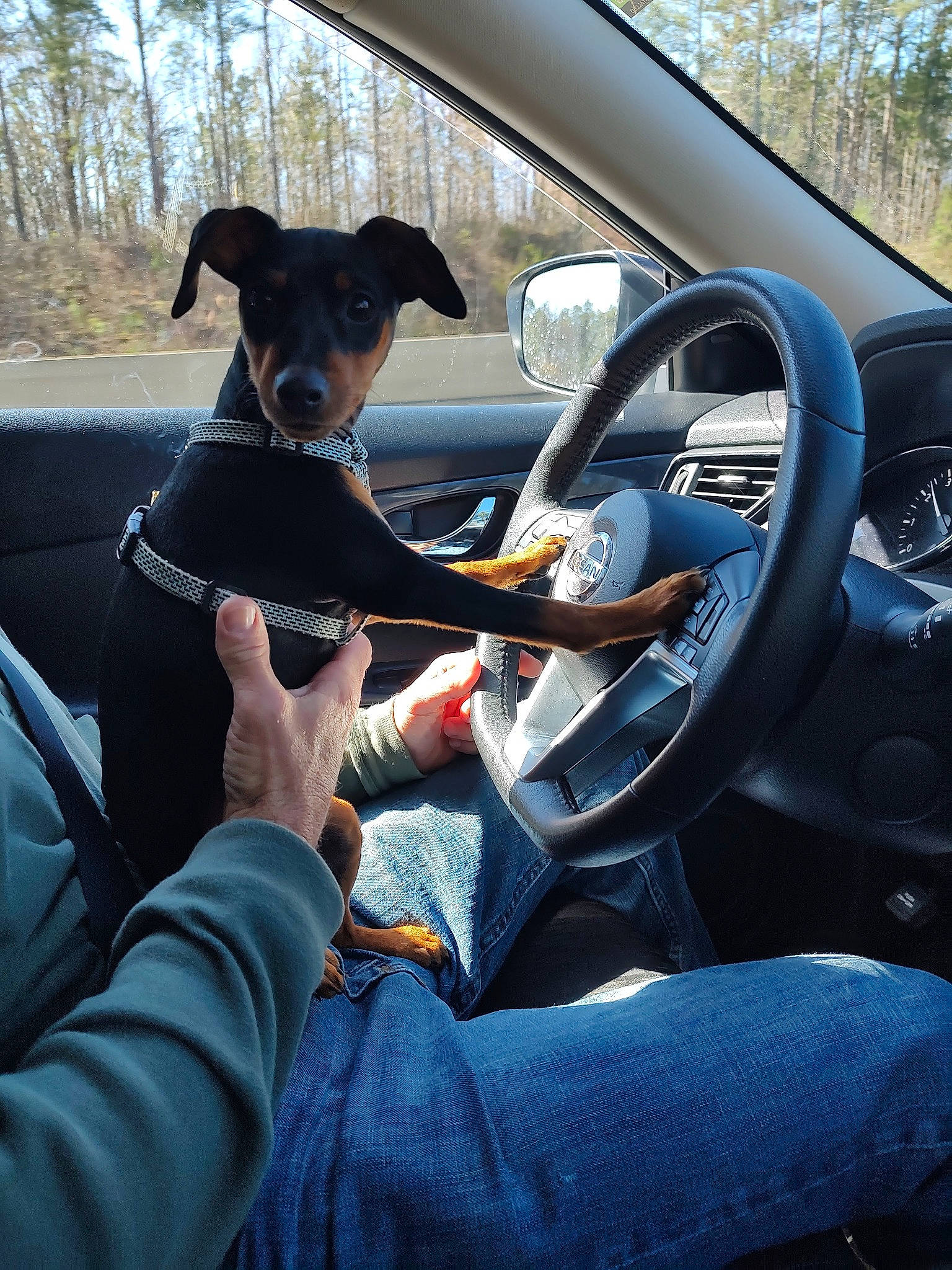 Dobie joined the competition — help win amazing prizes! auto_part, automotive_design, automotive_exterior, automotive_mirror, car, car_seat, car_seat_cover, carnivore, companion_dog, dog, door, family_car, land_vehicle, motor_vehicle, personal_luxury_car, plant, steering_part, steering_wheel, vehicle, vehicle_door