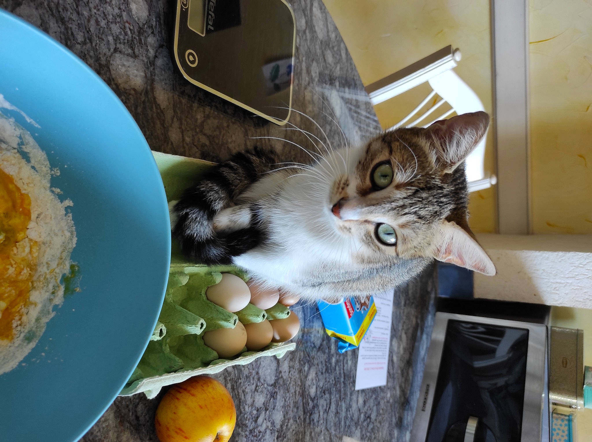 Gaufrette participe au concours pour gagner de l'argent avec cette photo : bitter_orange, carnivore, cat, citrus, cuisine, dish, domestic_short_haired_cat, felidae, food, fruit, ingredient, mandarin_orange, orange, produce, rangpur, recipe, small_to_medium_sized_cats, tableware, valencia_orange, whiskers