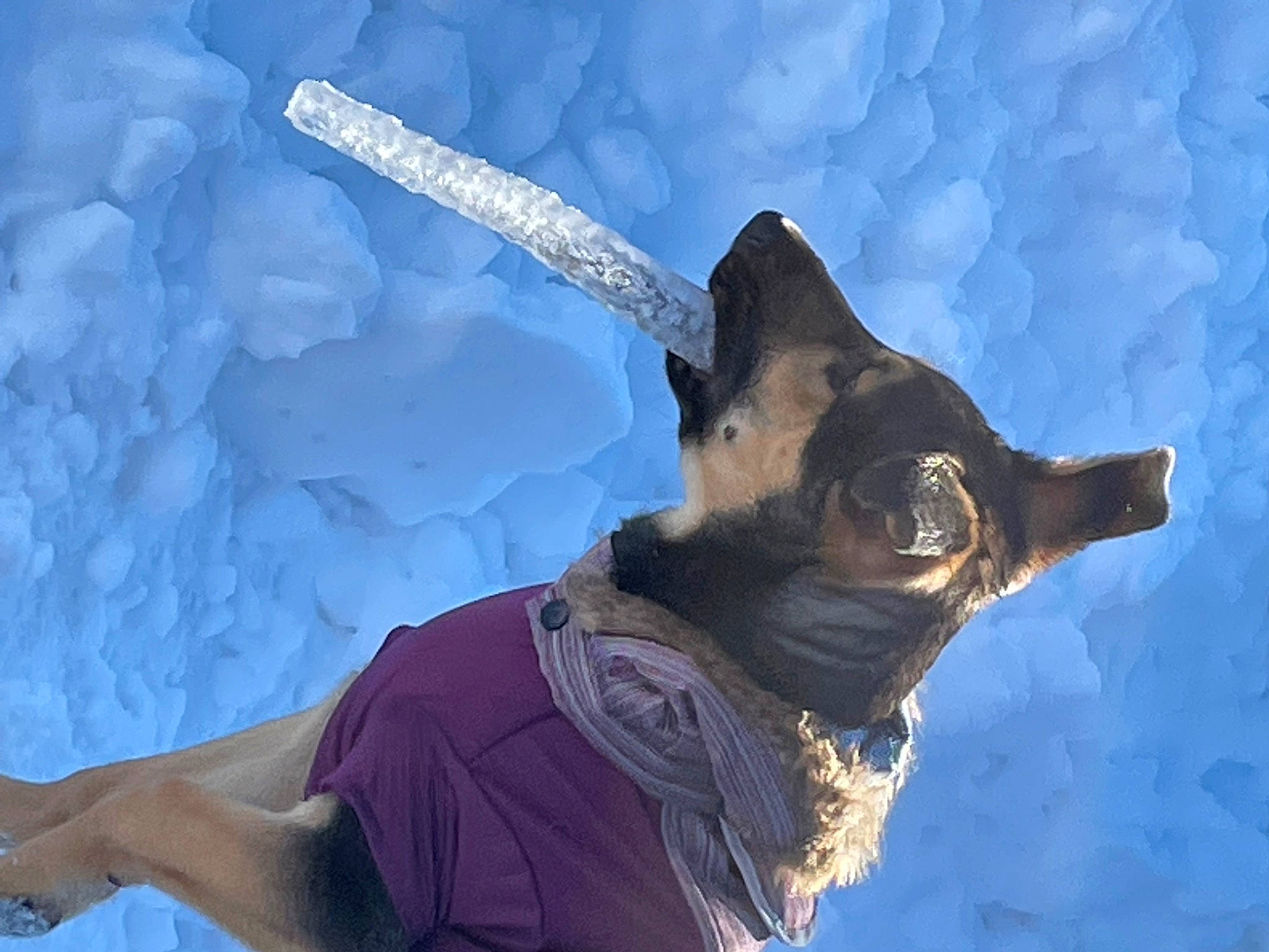 Brittany joined the competition — help win amazing prizes! art, canidae, carnivore, cg_artwork, dog, dog_breed, drawing, fictional_character, fun, gesture, glacial_landform, happy, hat, illustration, recreation, snout, sporting_group, travel, winter, working_animal