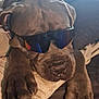 Urus a rejoint le concours — aidez-le/la à gagner de superbes lots ! accessories, animal, art, canine, dog, face, glasses, head, ornament, person, pet, photography, pig, portrait, puppy, sculpture, skin, statue, sunglasses, wood