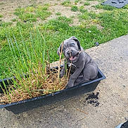 Urus participe au concours pour gagner de l'argent avec cette photo : animal, canine, device, dog, flower, grass, jar, lawn, lawnmower, pet, plant, planter, pottedplant, pottery, puppy, soil, tool, transportation, vase, vehicle