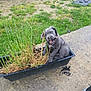 animal, canine, device, dog, flower, grass, jar, lawn, lawnmower, pet, plant, planter, pottedplant, pottery, puppy, soil, tool, transportation, vase, vehicle