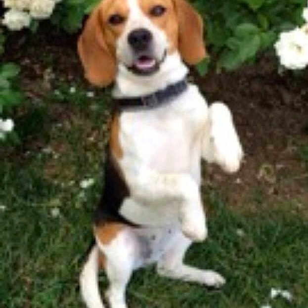 Bailey