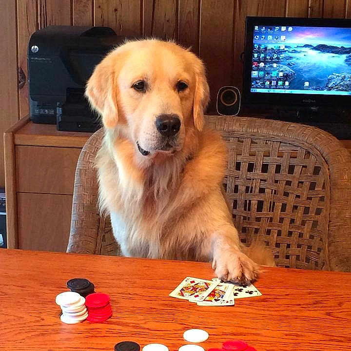 Maverick joined the competition — help win amazing prizes!