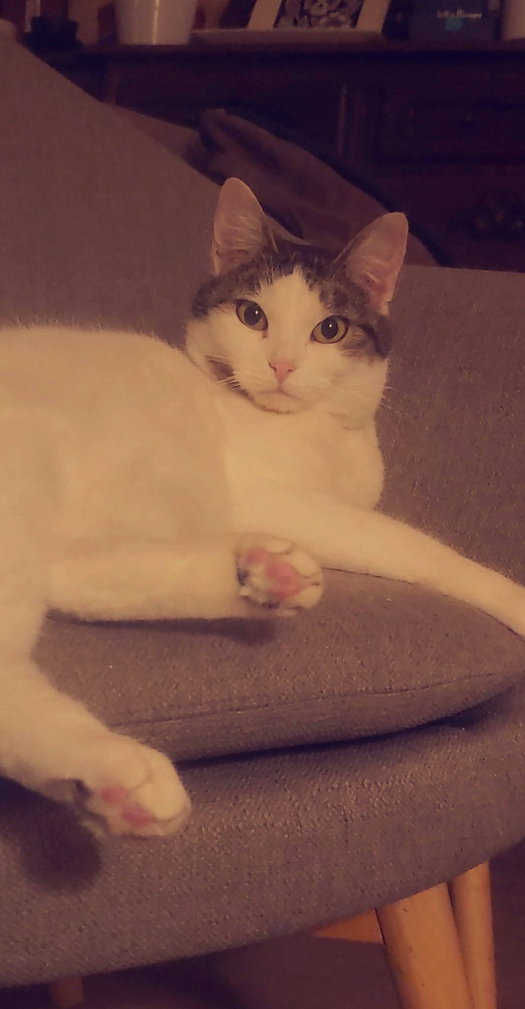 Chatoune participe au concours pour gagner de l'argent avec cette photo : carnivore, cat, comfort, ear, eye, eyebrow, fawn, felidae, floor, hand, head, human_body, iris, leg, nose, small_to_medium_sized_cats, snout, whiskers, window, wood