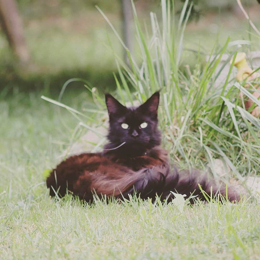 Oscar a rejoint le concours — aidez-le/la à gagner de superbes lots ! black_cat, carnivore, cat, domestic_short_haired_cat, eye, felidae, fur, grass, grass_family, kitten, lawn, maine_coon, organism, plant, small_to_medium_sized_cats, tail, whiskers, wildlife