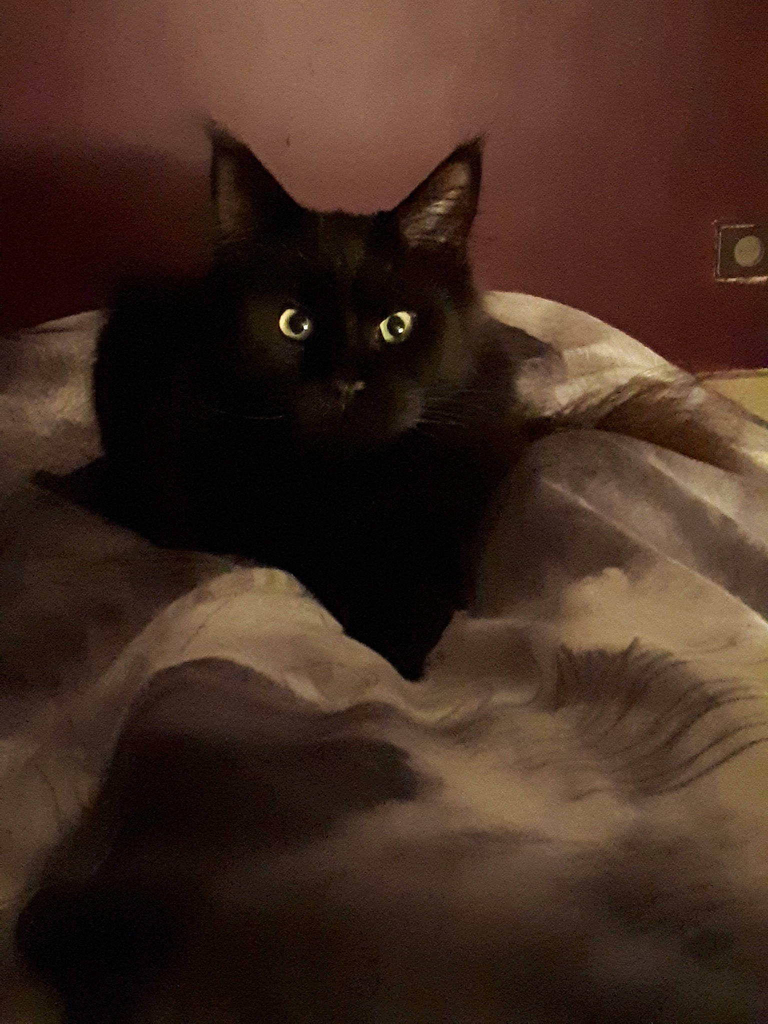 Oscar a rejoint le concours — aidez-le/la à gagner de superbes lots ! asian, black_cat, bombay, burmese, carnivore, cat, domestic_short_haired_cat, eye, felidae, kitten, korat, mammal, small_to_medium_sized_cats, snout, tail, whiskers