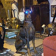 Dahlia joined the competition — help win amazing prizes! artifacts, books, collar, decor, doberman, dog, flash, floor, furniture, glowing_eyes, indoor, leopard_print, living_room, mask, person, rug, shoe, statue, table, vintage