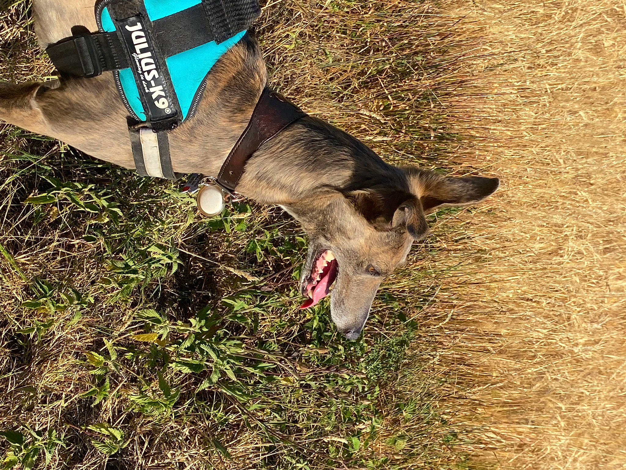 Winnie is registered to the contest to win money with this photo: canidae, dog_breed, electric_blue, fawn, foot, goats, grass, grassland, human_leg, leash, livestock, pack_animal, plant, snout, soil, sporting_group, tail, terrestrial_animal, wallaby, working_animal