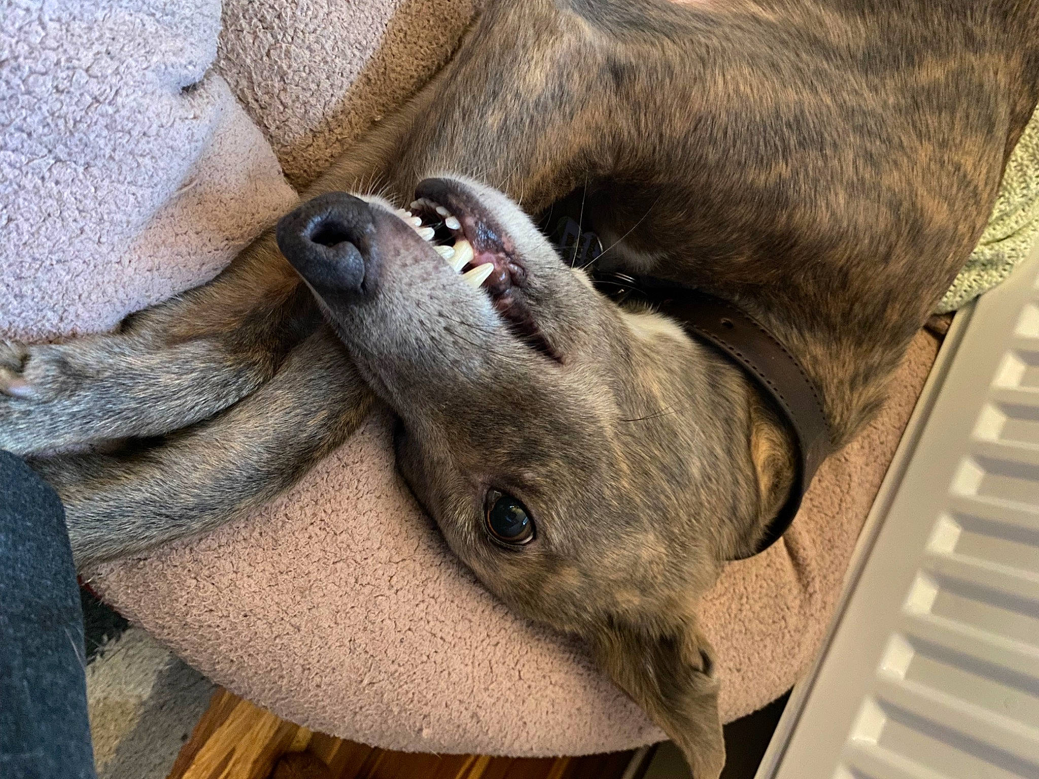 Winnie is registered to the contest to win money with this photo: bearded_seal, canidae, carnivore, comfort, dog_breed, fawn, fur, grey, liver, mammal, marine_mammal, paw, seal, snout, sporting_group, terrestrial_animal, vertebrate, whiskers, wildlife, working_animal