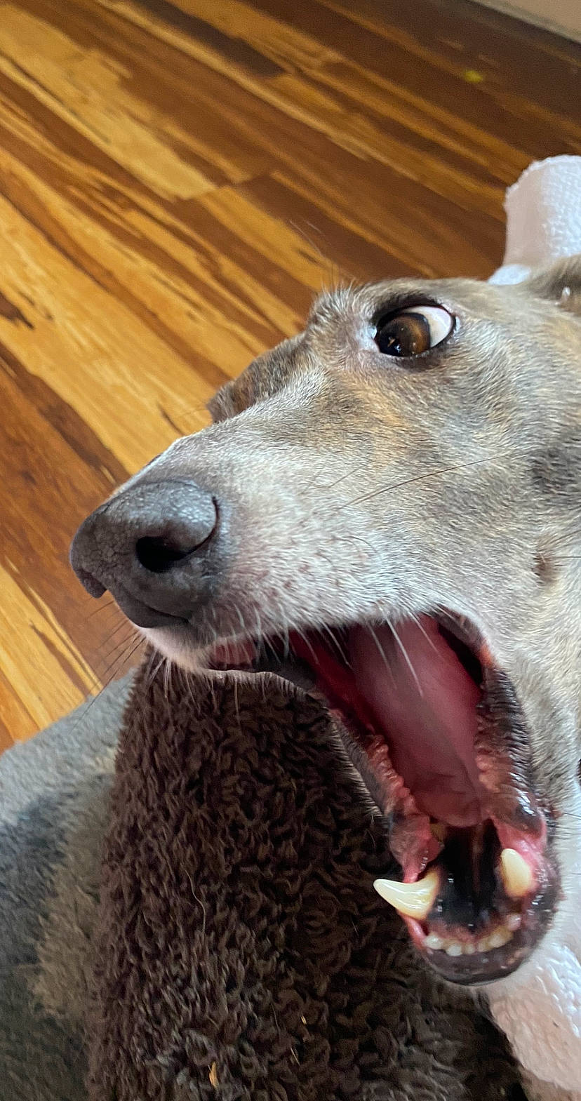 Winnie is registered to the contest to win money with this photo: canidae, carnivore, collar, companion_dog, dog, dog_breed, fang, fawn, fur, hardwood, pet_supply, plank, snout, sporting_group, varnish, whiskers, wood, wood_flooring, wood_stain, working_animal