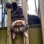 Fluffy is registered to the contest to win money with this photo: cat, animal, pet, feline, green_eyes, whiskers, wood, railing, outdoor, curious, playful, upside_down, fur, closeup, nature, daylight, portrait, ears, face, head