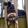 cat, animal, pet, feline, green_eyes, whiskers, wood, railing, outdoor, curious, playful, upside_down, fur, closeup, nature, daylight, portrait, ears, face, head