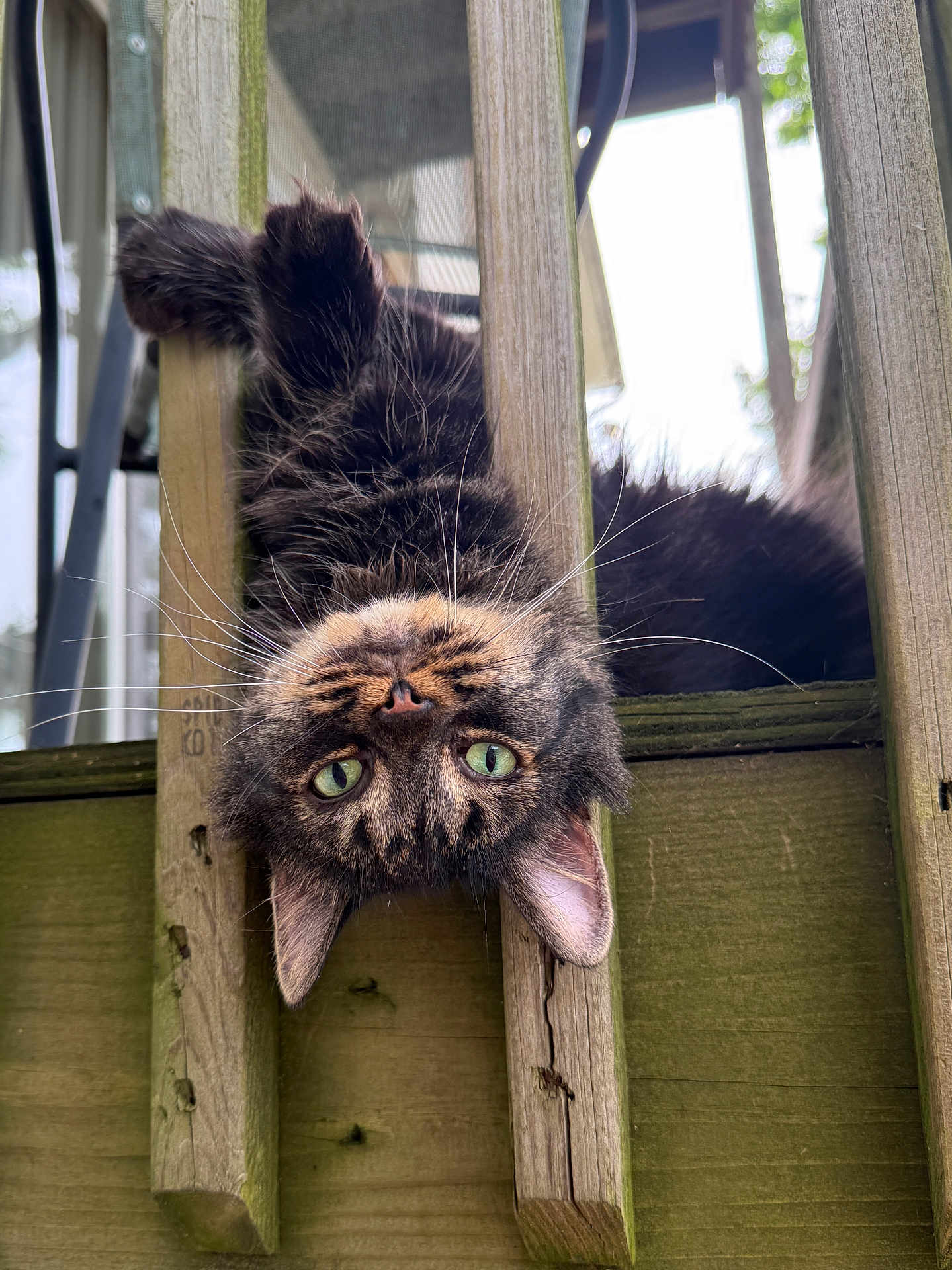 Fluffy is registered to the contest to win money with this photo: cat, animal, pet, feline, green_eyes, whiskers, wood, railing, outdoor, curious, playful, upside_down, fur, closeup, nature, daylight, portrait, ears, face, head