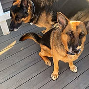 Athena is registered to the contest to win money with this photo: dog, german_shepherd, pet, outdoor, deck, wooden_floor, sunlight, animal, canine, collar, furniture, chair, table, brown, black, side_view, sitting, standing, ears, tail