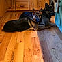 Athena is registered to the contest to win money with this photo: dog, german_shepherd, wooden_floor, indoor, kitchen, cabinet, pet, animal, two_dogs, lying_down, flooring, domestic, relaxed, companion, canine, fur, ears, home, brown, black