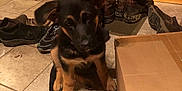 Athena joined the competition — help win amazing prizes! puppy, german_shepherd, dog, indoor, tile_floor, shoes, boots, cardboard_box, wooden_wall, pet, young_dog, flooring, animal, cute, sitting, black_and_tan, domestic_animal, guard, playful, home