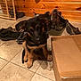 animal, black_and_tan, boots, cardboard_box, cute, dog, domestic_animal, flooring, german_shepherd, guard, home, indoor, pet, playful, puppy, shoes, sitting, tile_floor, wooden_wall, young_dog