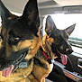 Athena joined the competition — help win amazing prizes! dog, german_shepherd, pet, animal, car, vehicle_interior, tongue_out, happy, canine, seat, collar, window, sunlight, companion, domestic_animal, friendship, indoor, mammal, two_dogs, side_view