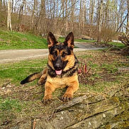 Apollo is registered to the contest to win money with this photo: dog, german_shepherd, outdoor, grass, stone_wall, dirt_road, trees, leafless_trees, sunny, nature, animal, pet, canine, tongue_out, relaxed, daylight, rural, moss, bushes, landscape
