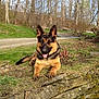 dog, german_shepherd, outdoor, grass, stone_wall, dirt_road, trees, leafless_trees, sunny, nature, animal, pet, canine, tongue_out, relaxed, daylight, rural, moss, bushes, landscape