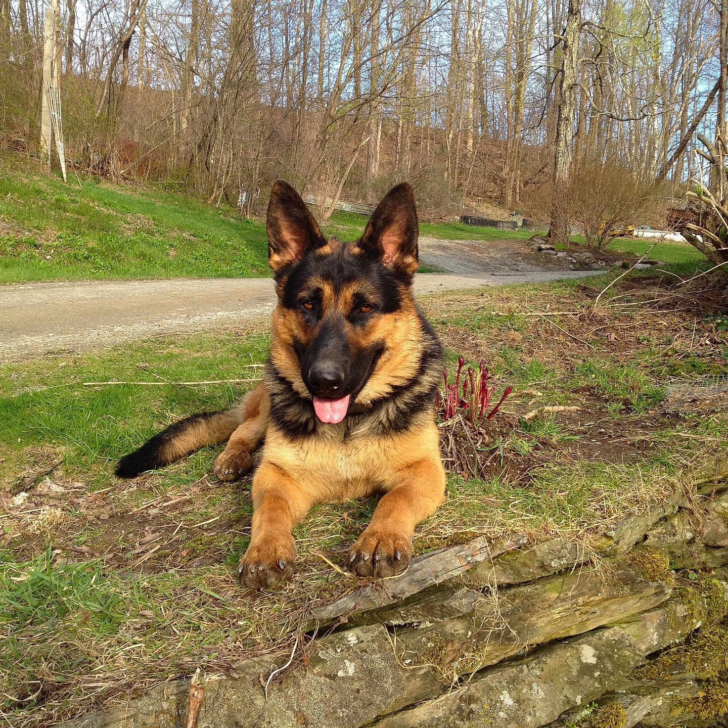Apollo is registered to the contest to win money with this photo: animal, bushes, canine, daylight, dirt_road, dog, german_shepherd, grass, landscape, leafless_trees, moss, nature, outdoor, pet, relaxed, rural, stone_wall, sunny, tongue_out, trees