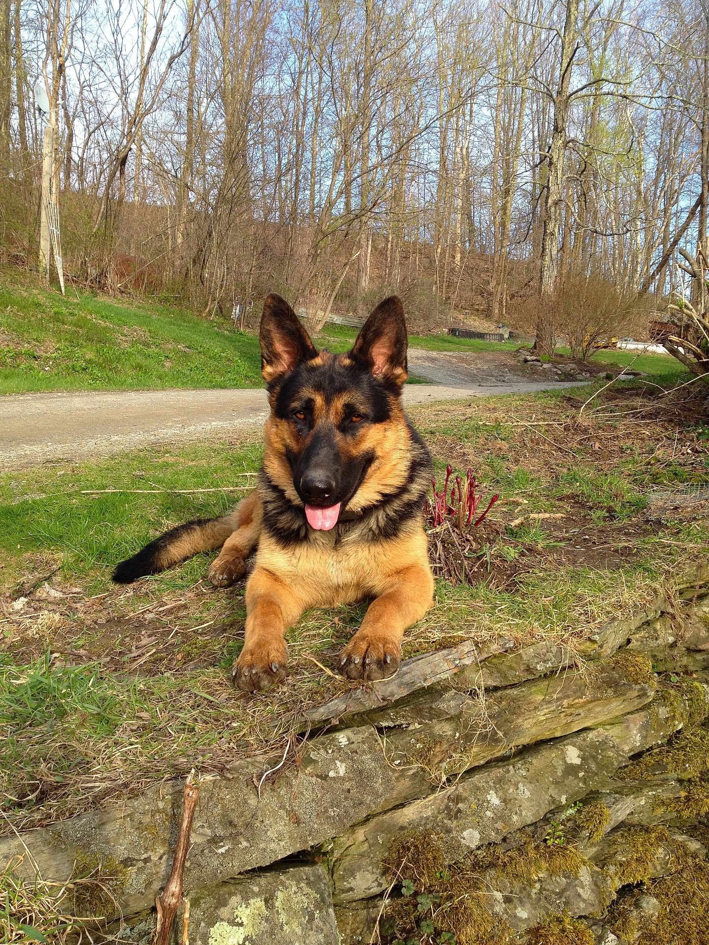 Apollo is registered to the contest to win money with this photo: dog, german_shepherd, outdoor, grass, stone_wall, dirt_road, trees, leafless_trees, sunny, nature, animal, pet, canine, tongue_out, relaxed, daylight, rural, moss, bushes, landscape