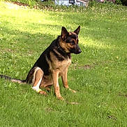 Apollo joined the competition — help win amazing prizes! animal, bandage, canine, companion, daylight, dog, domestic_animal, equipment, field, fur, german_shepherd, grass, greenery, mammal, nature, outdoor, pet, shed, sitting, yard