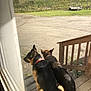 animal, back_view, canine, collar, companions, daylight, dog, german_shepherd, grass, looking_away, nature, outdoor, pet, porch, quiet, rural, trailer, trees, wooden_steps, yard